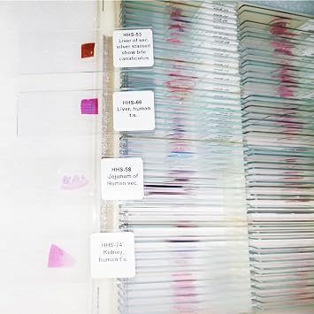 100 Pieces Human Histology Microscope Slides for Medical Education Higher Standard