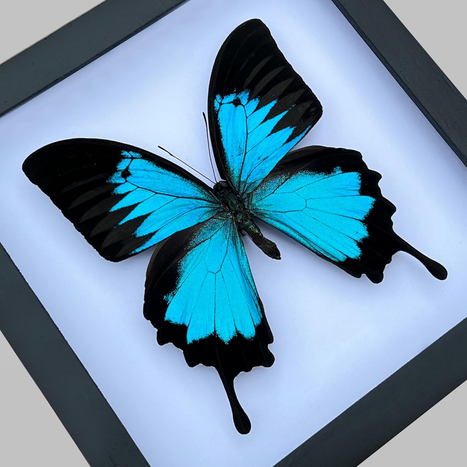 Real Framed Blue Butterfly Dried Bug Shadow Box White Wooden Frame Taxidermy Specimen Display Oddity Tabletop Standable Wall Hanging Home Decor K16-28-TR