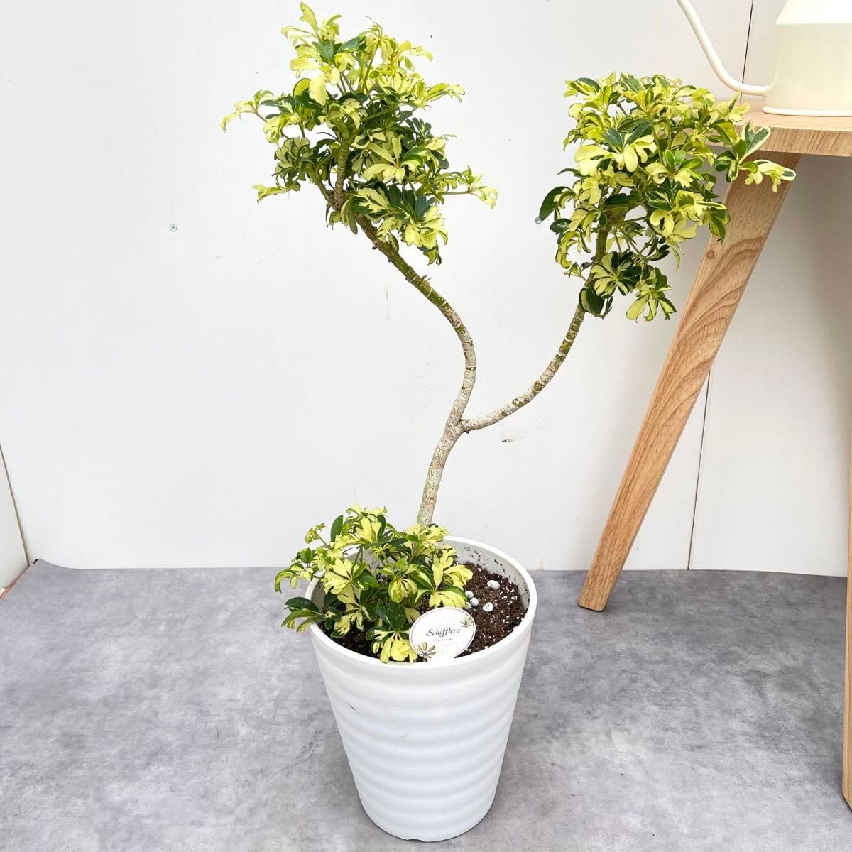 セローム ７号 太幹 フィロデンドロンおしゃれなインテリア空間 セローム 7号 太幹 フィロデンドロンおしゃれなインテリア空間