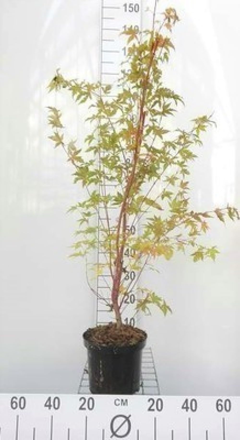 Acer palm. 'Sangokaku' ('senkaki') - Erable Du Japon,Érable Palmé 'Sangokaku' 50-60 cm en pot