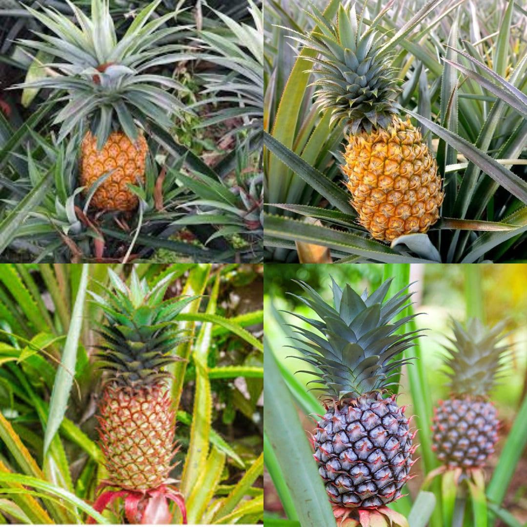 Ananas plant, Plant for pineapple, ananas, anarash Pack of 1 live plant