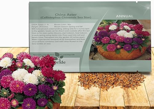 Outsidepride 1000 semillas de aster, semillas de flores anuales, resistentes y aptas para polinizadores para plantar una mezcla vibrante, ideal para