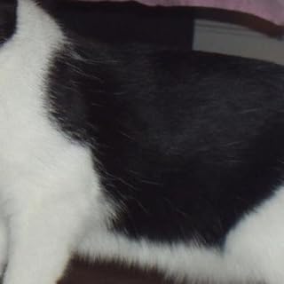 Manx Cat Wallpaper -- HD Wallpapers of Manx Cats!