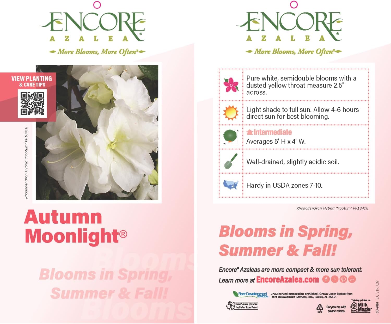 Encore Azalea Autumn Moonlight (1 Gallon) White Flowering Shrub - Full Sun Live Perennial - Evergreen Ivory White Shrub