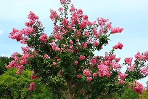 Crape Myrtle - Semillas de árbol bonsái - 50 semillas - Hermoso árbol floreciente - Crape Myrtle