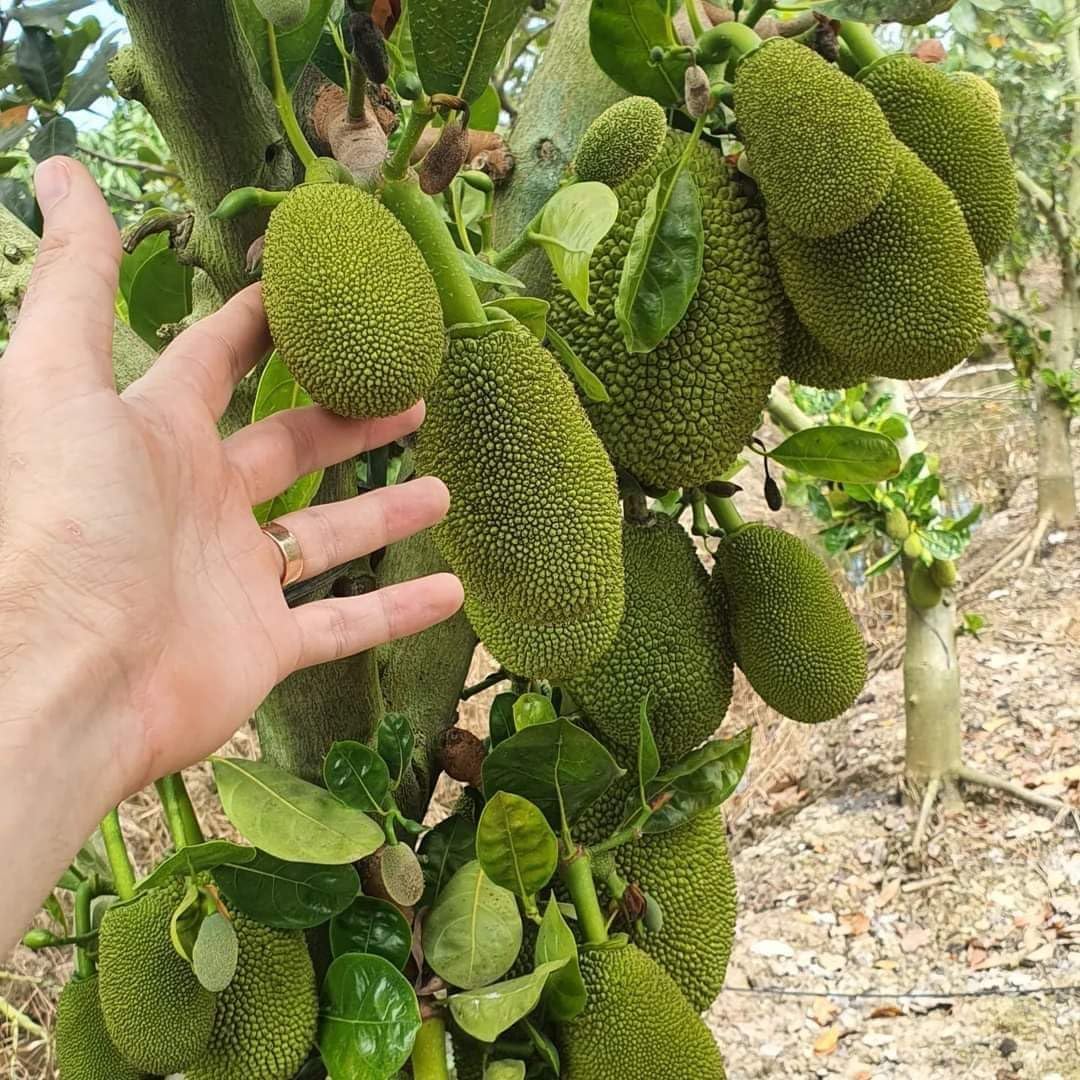 See full amazon price history chart for GREEN HORIZON Vietnami Super Early High Yielding Barhamasi Grafted Jackfruit/Kathal Plant 001, Pack of 1. (Size 1-1.5 ft) GREEN HORIZON Vietnami Super Early High Yielding Barhamasi Grafted Jackfruit/Kathal Plant 001, Pack of 1. (Size 1-1.5 ft) (B0CRBL3XS8) Amazon Price History, Amazon Price Tracker