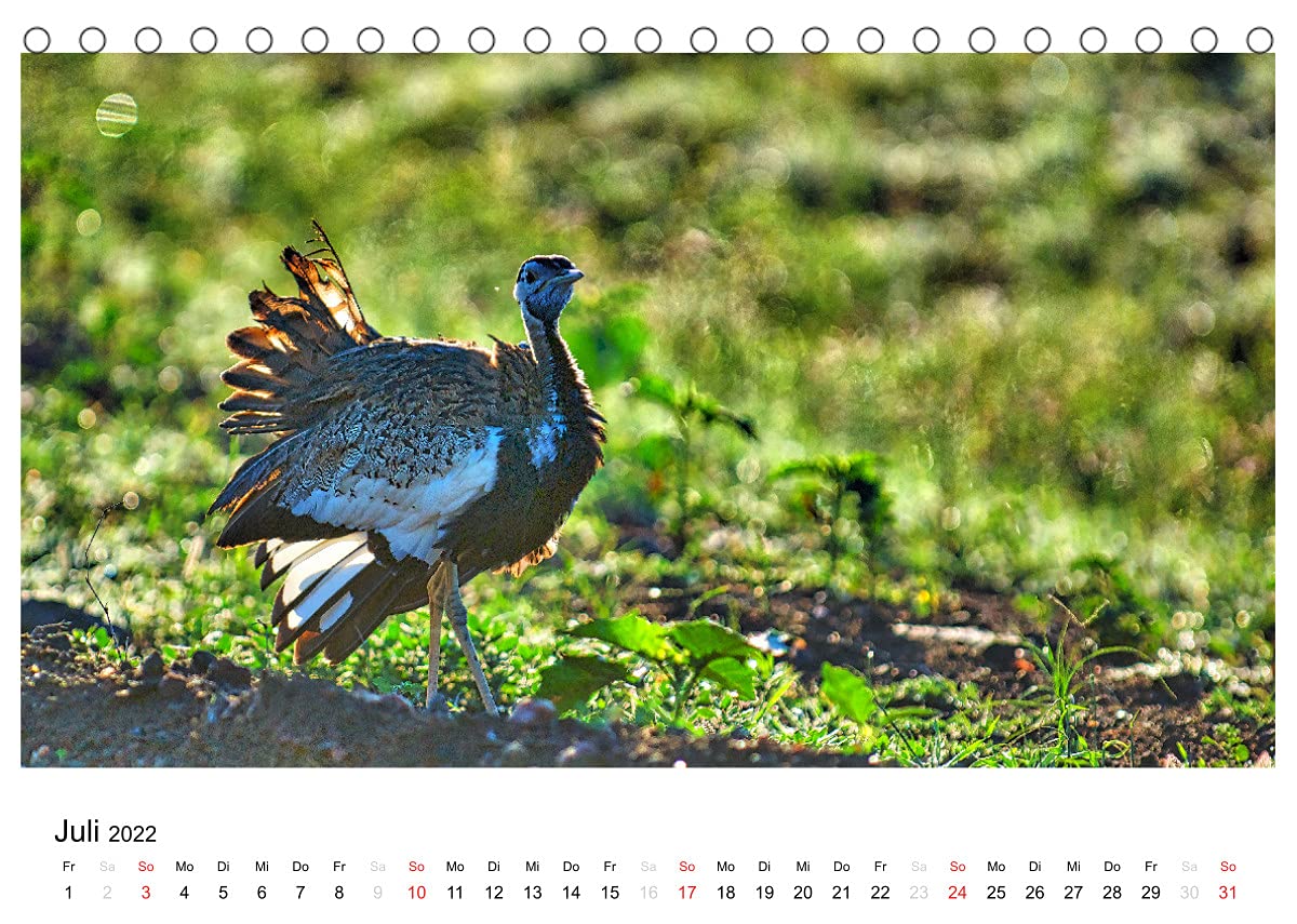 Afrikanische Vögel (Tischkalender 2022 DIN A5 quer): Fotografische Momentaufnahmen aus der gefiederten Tierwelt Afrikas (Monatskalender, 14 Seiten ) (CALVENDO Tiere)
