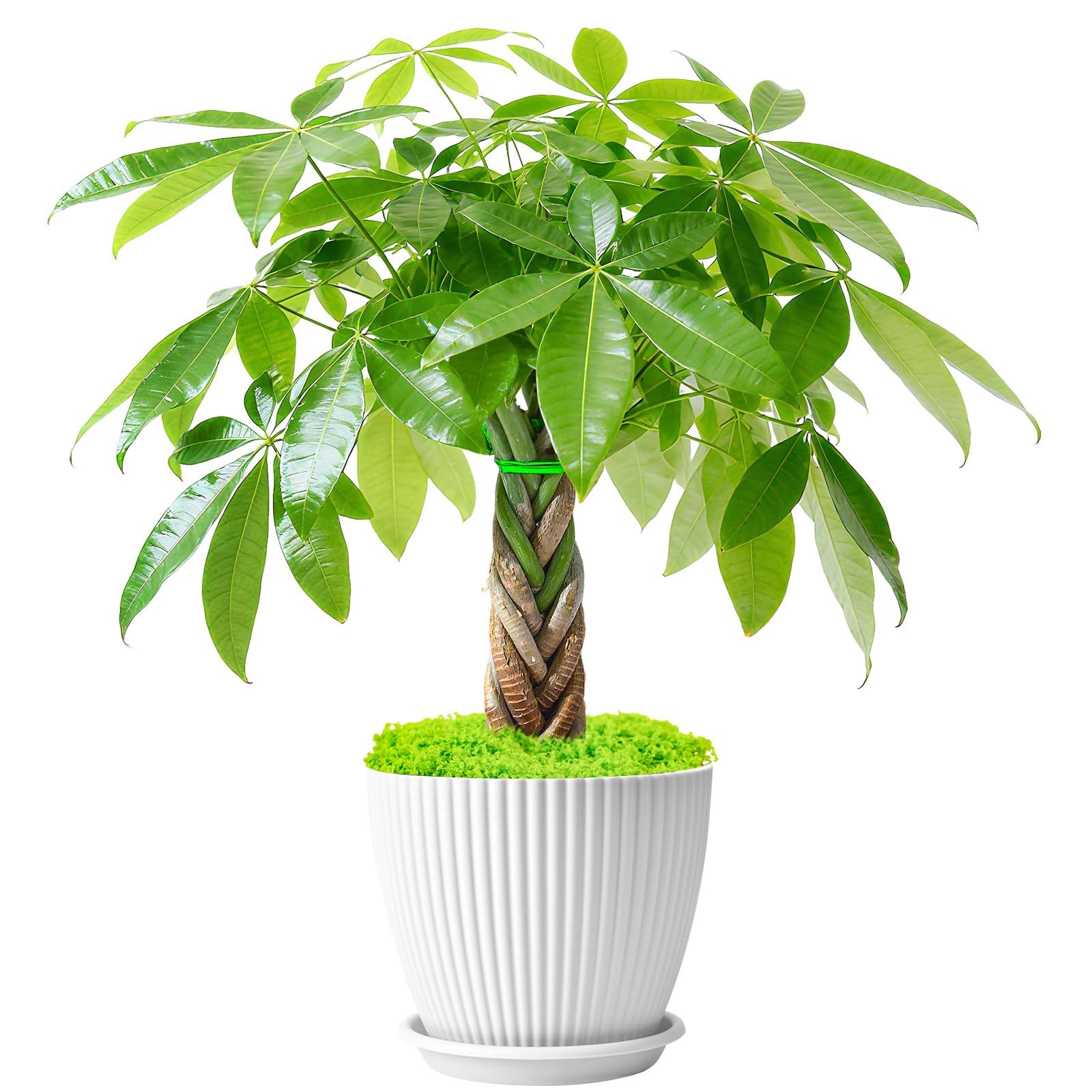 Sprout N Green Small Money Tree with 5 Lucky Braid