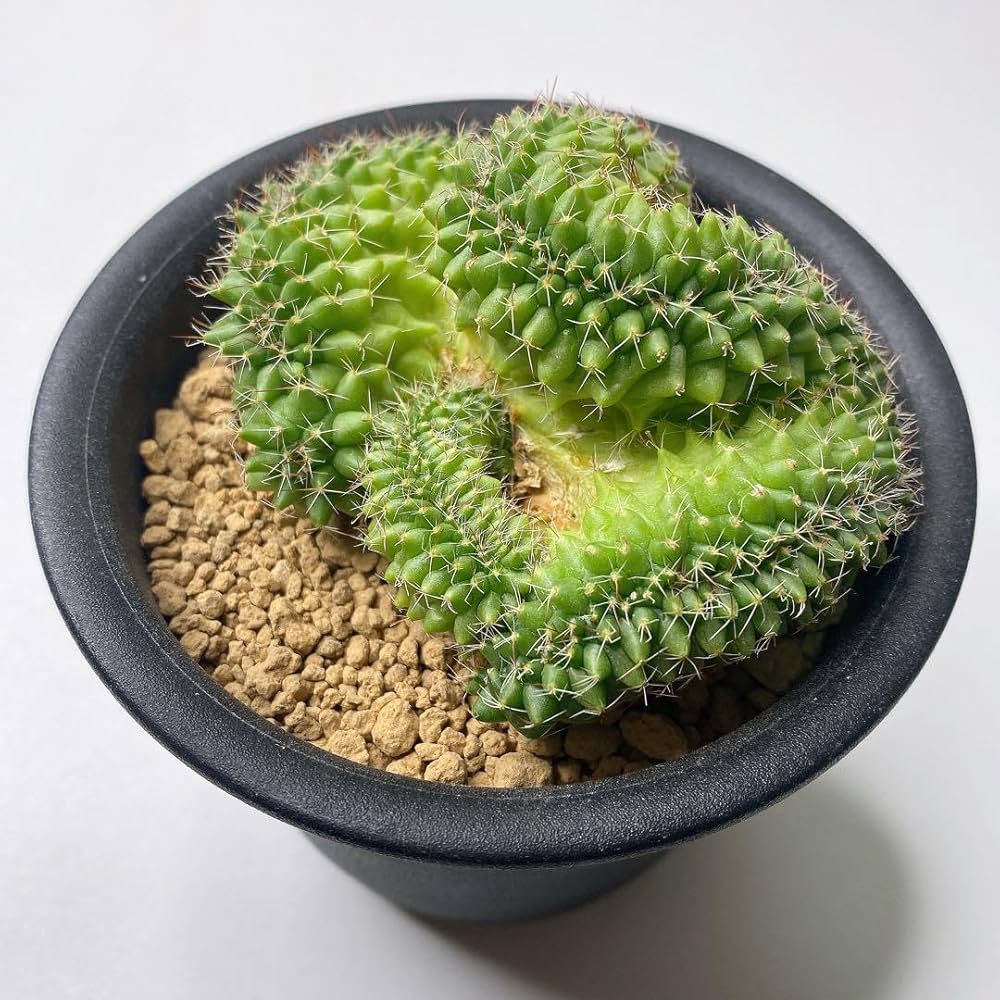 【珍品】 実生綴化.斑入り　多肉植物　花サボテン Amazon.co.jp: レア多肉植物 サボテン マミラリア ブカレンシス