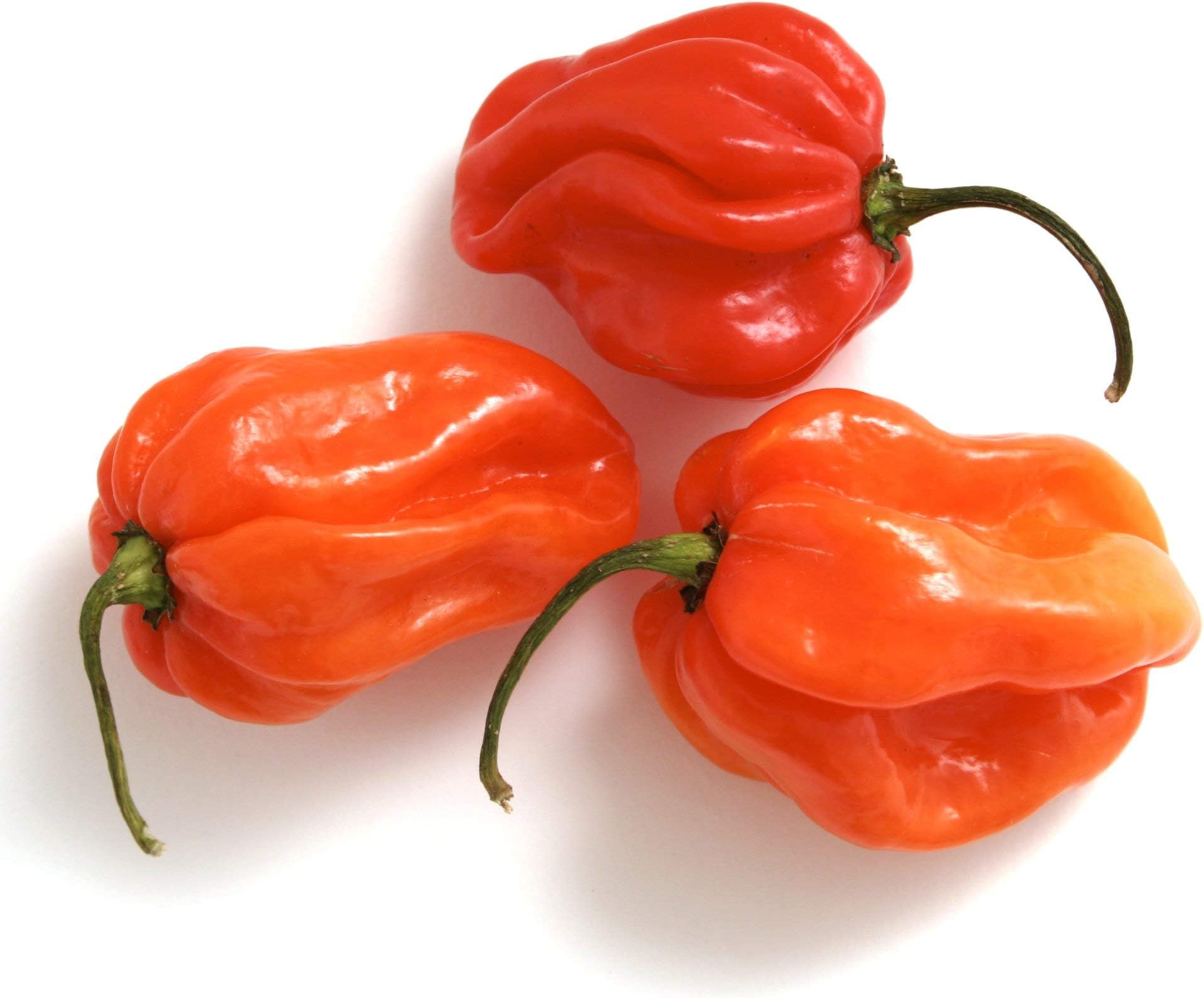 Fresh Scotch Bonnet Peppers 100g - imported weekly from Jamaica