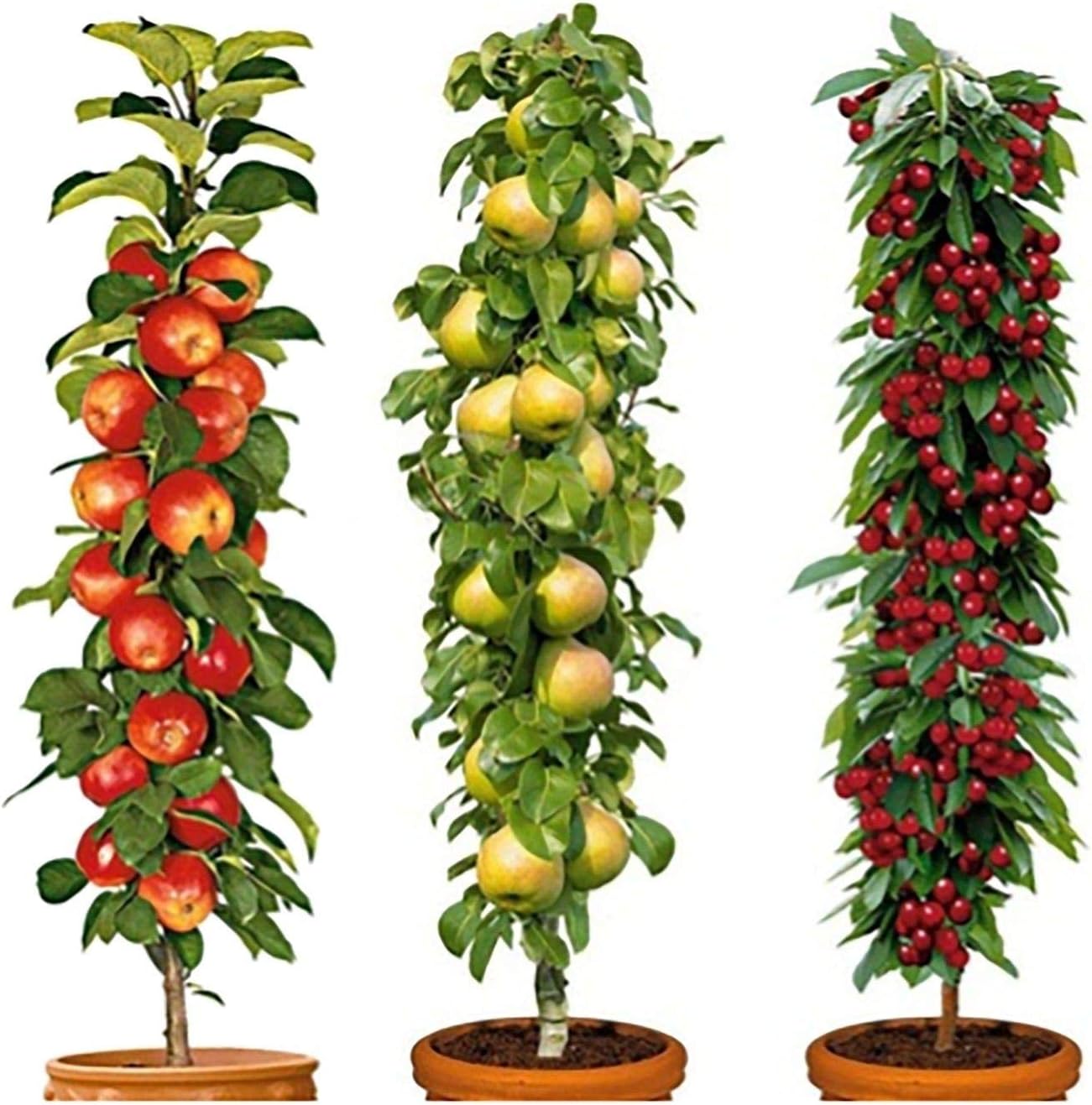 Column Fruit Trees (Set of 3) | easylife lifestyle solutions