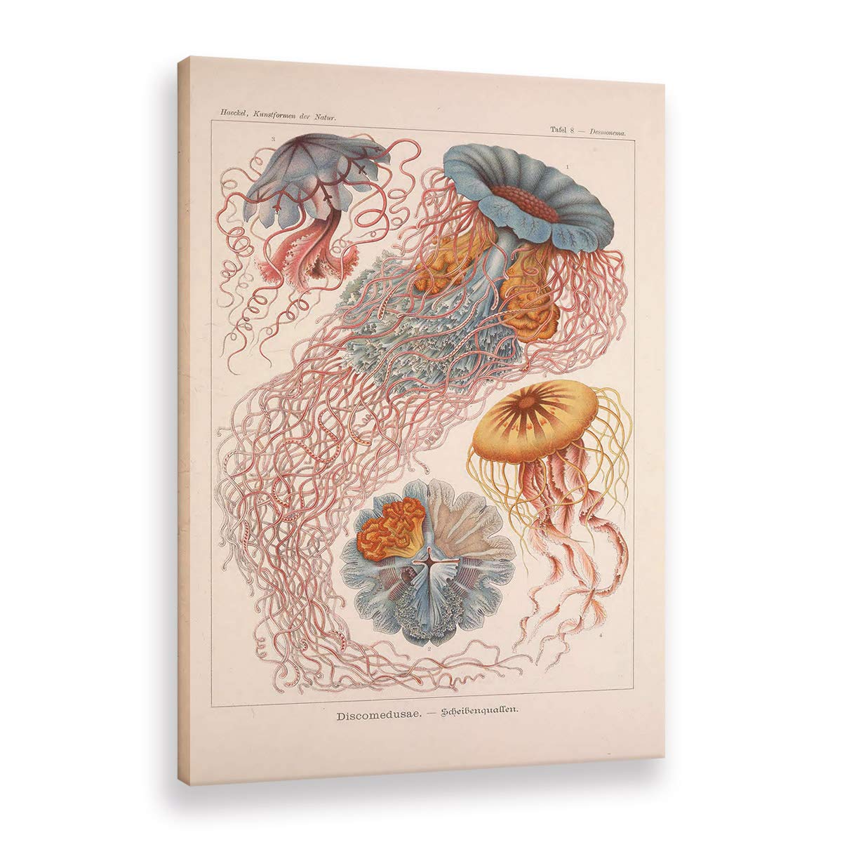 Affiche Ernst Haeckel pour Habiller un Mur Vide Peinture Colibri Vintage sur Châssis