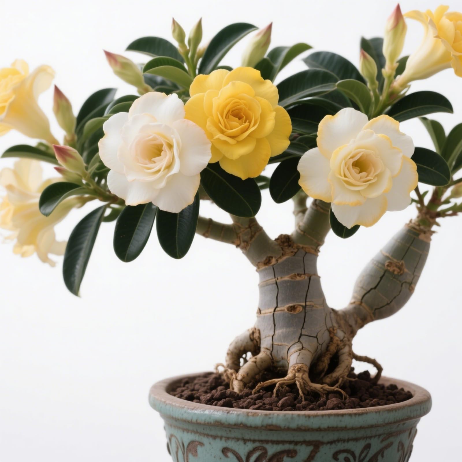 Rosa del deserto in Vasca-Colore Vivido/Decorazione per Casa e Giardino/per Interni e Esterno(OPVDJD)-D-5 Rhizome