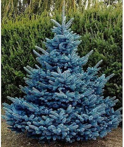Semillas de abeto azul para plantar | 30 semillas | Colorado Blue Spruce, Picea pungens glauca | Árboles atractivos para privacidad o paisajismo