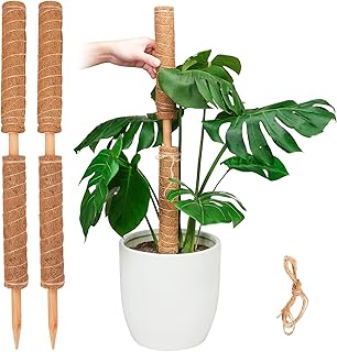 Pisol Poteau de Mousse, Support de bâtons de Plantes Extensibles, Piquets de Plantes pour Plante en Pot d'intérieur, Treillis de Plantes en Pot de Coco de 40cm pour Pothos et Autres Plantes Grimpantes