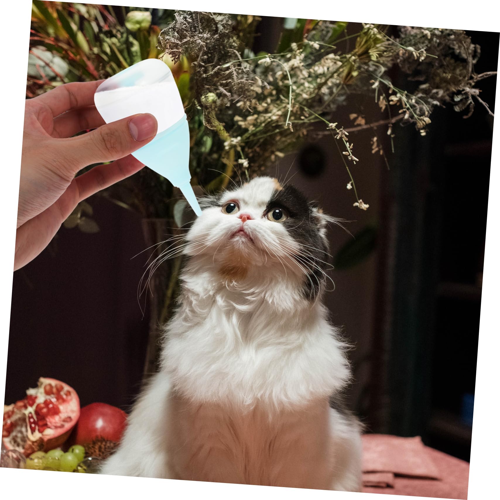 Levemolo Newborn Pet Feeding Bottle Kitten Bottle Feeding Puppy Pet Set Small Cat