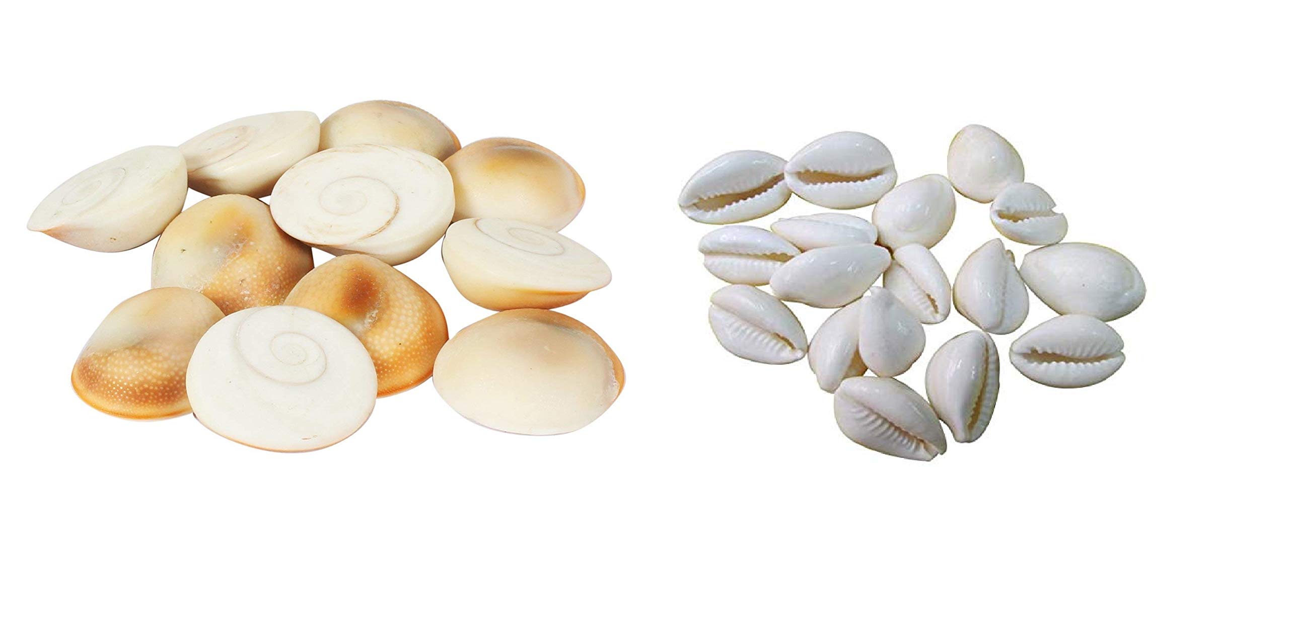 Vedant Enterprises Bharat Combo of Natural Gomati/Gomti Chakra and Lakshmi Peeli/Kawri Kodi Peeli White Cowrie Sea Shell Original for Puja - 11 Piece Each (B0CJMR69YS) Amazon Price History, Amazon Price Tracker