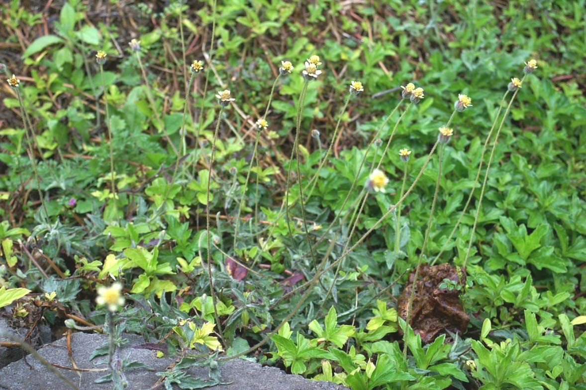 Plantzoin Tridax daisy Ghamra Tridax procumbens Bisalyakarani Live Plant (B08QVMMZL2) Amazon Price History, Amazon Price Tracker