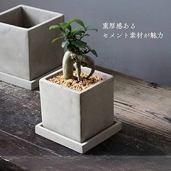 巨大植木鉢　陶器製角型植木鉢 50 x38x16cm 鉢 植木鉢 大型 スクエア」の人気商品一覧 | 安い商品を通販