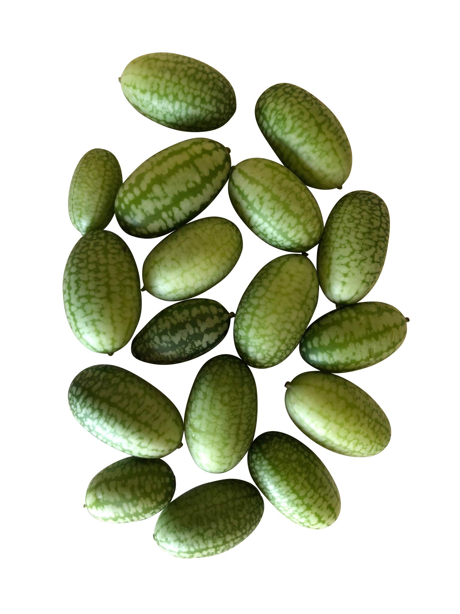 1000 Samen Mexikanische Mini-Gurke -Großpackung-