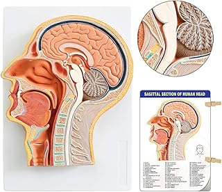 Human Relief Median Section Head Model, Head and Brain Model, Medical Head Brain Neck Median Section Study Model, Natural Size, Oral and Nasal, Larynx & Pharynx Model