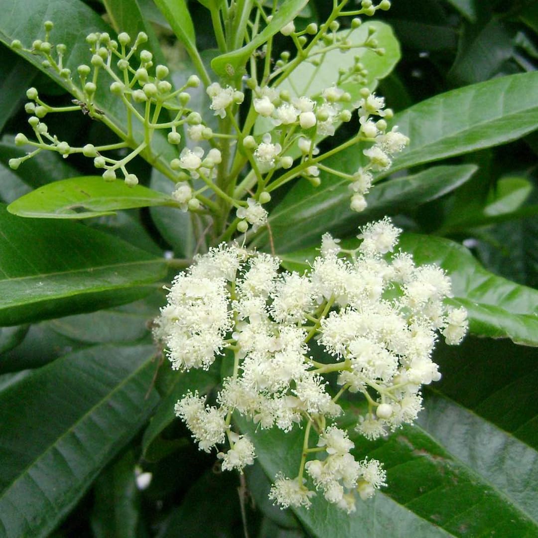 See full amazon price history chart for M-Tech Gardens Allspice Plant (Pimenta dioica, Hybrid) Exotic 1 Live Spice Plant M-Tech Gardens Allspice Plant (Pimenta dioica, Hybrid) Exotic 1 Live Spice Plant (B0CLGKGP6T) Amazon Price History, Amazon Price Tracker
