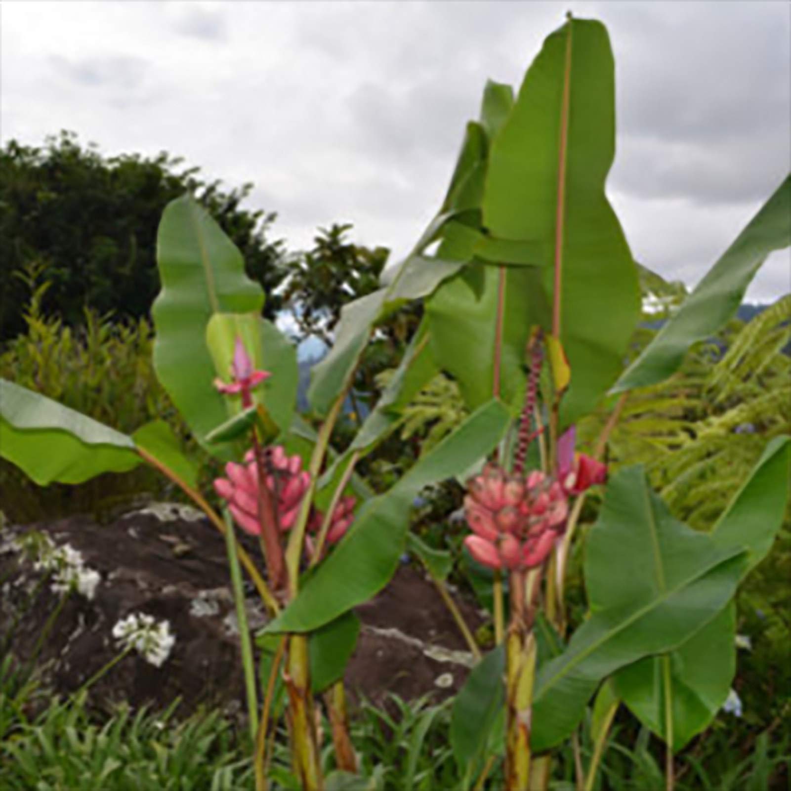 LHTL Fresh Fruit Seed with 100Pcs Red Banana Seeds Sweet Delicious Fruit Tree Plants Outdoors Garden Decor for Planting Garden Yard Home Landscaping