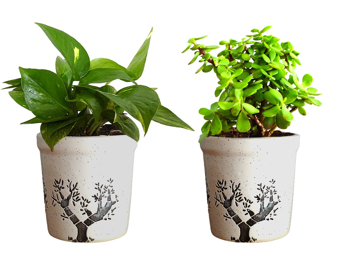 Rolling Nature Combo of Good Luck Live Money Plant and Jade Plant in White Jar Aroez Ceramic Pot (B0789R3PT7) Amazon Price History, Amazon Price Tracker