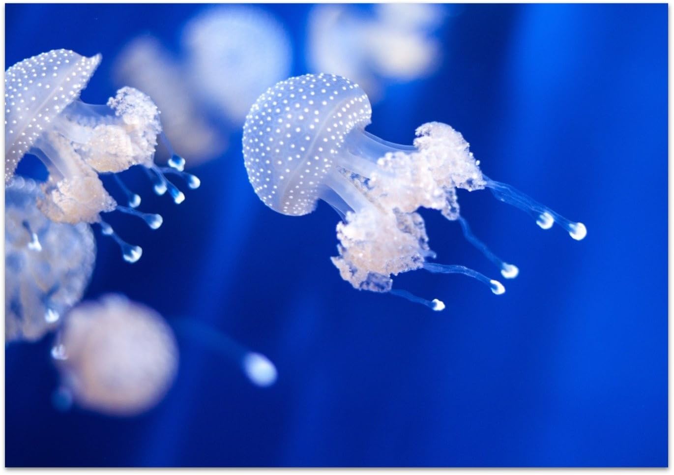 DekoGlass Real glass print wall art Jellyfish 100x70 cm ready to hang frameless picture