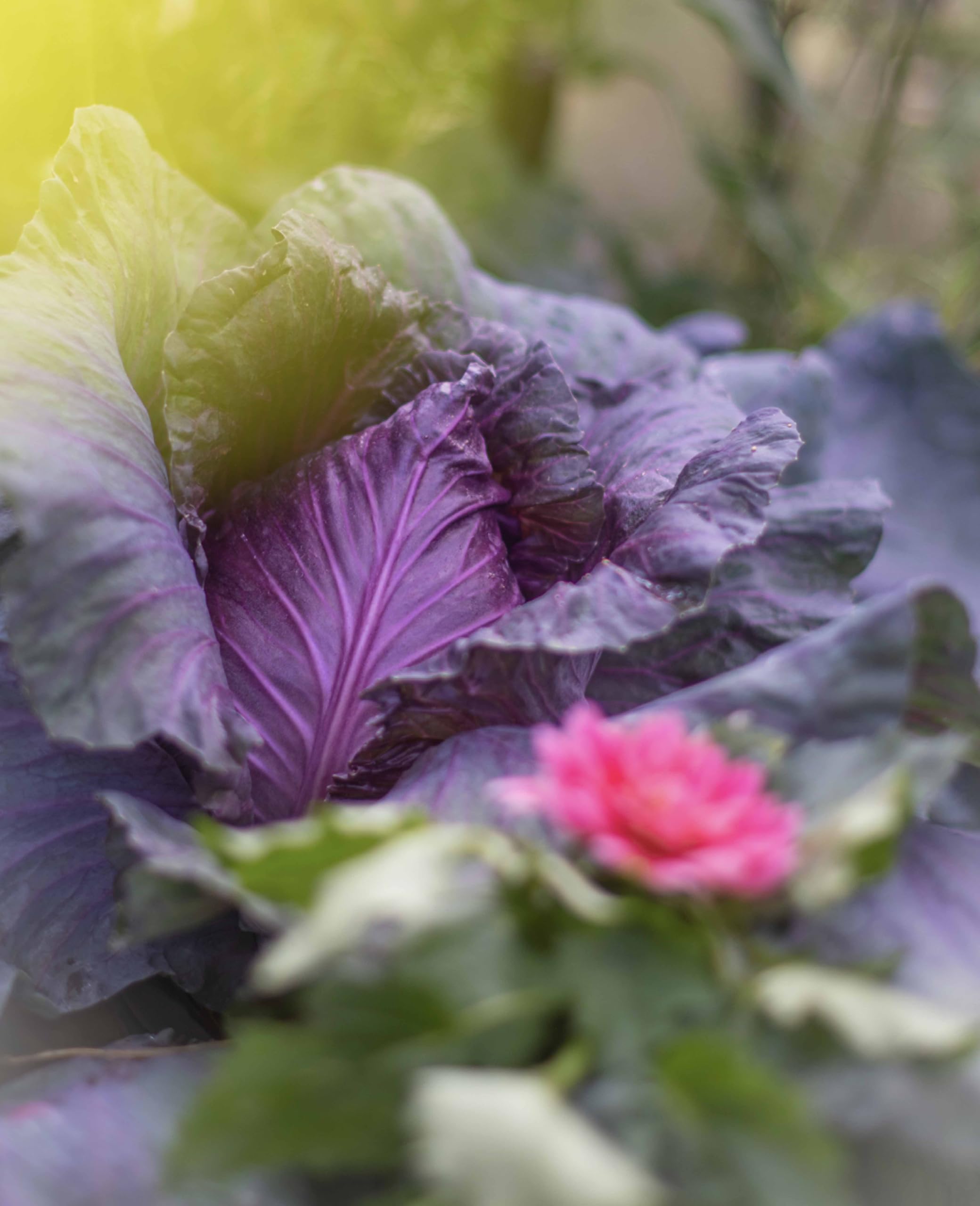 Fabuleux légumes: 80 recettes de mon jardin