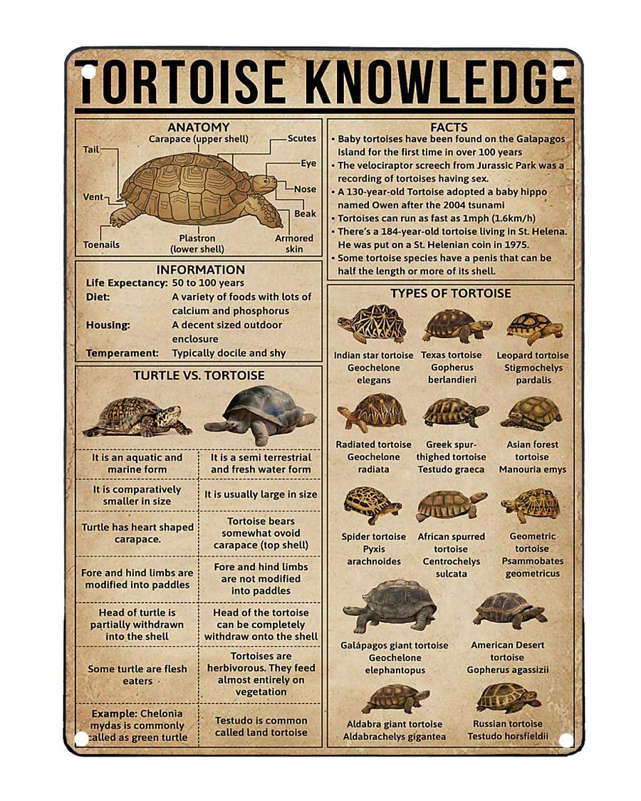 Yunking Style-115 Metal Tin Signs Retro Metal Signs Funny Tortoise Knowledge Basement Sign 8X12 Inch