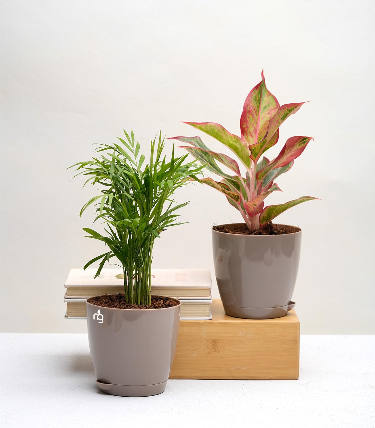 Nurturing Green® Combo of Indoor Air Purifier Plants For Living Room (Palm & Aglaonema) with Mocha Self Watering Plastic Pots (Size: 4.5Inch * 4Inch) | Air Purifier Plants Indoor (B0CBHZQ28G) Amazon Price History, Amazon Price Tracker