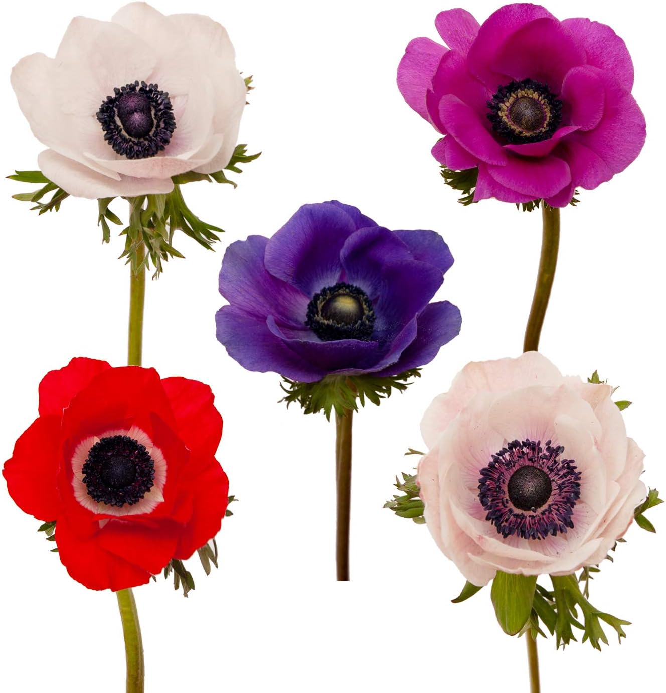 Bloomingmore | Fresh Cut Flowers | Anemones Assorted | 140 Stems | Home, Office, Wedding Decor, DIY, Party Event, Housewarming, Teacher and Engagement