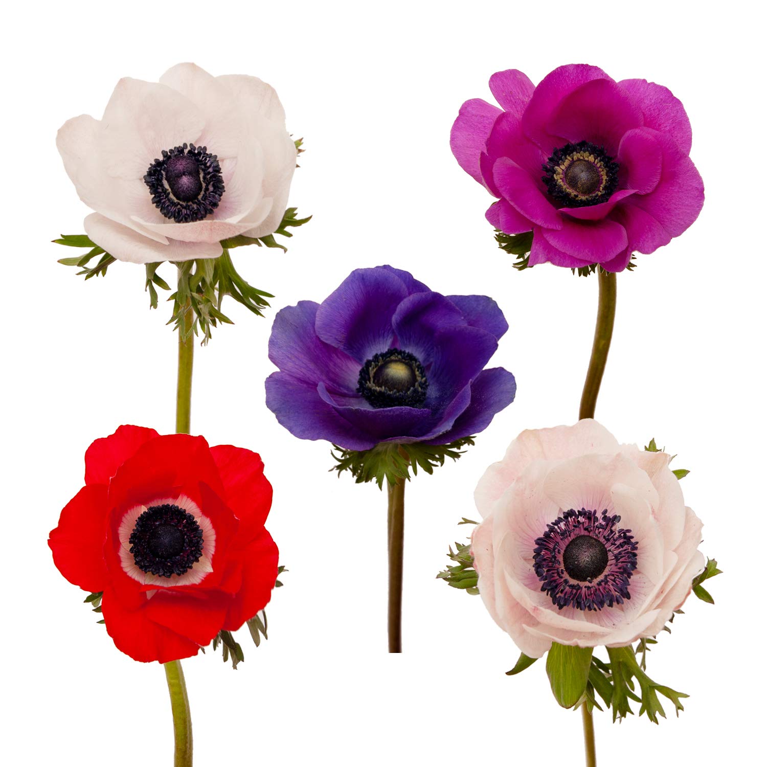 143　アネモネ Amazon.com : Anemones Assorted, 60 Stems : Grocery & Gourmet Food