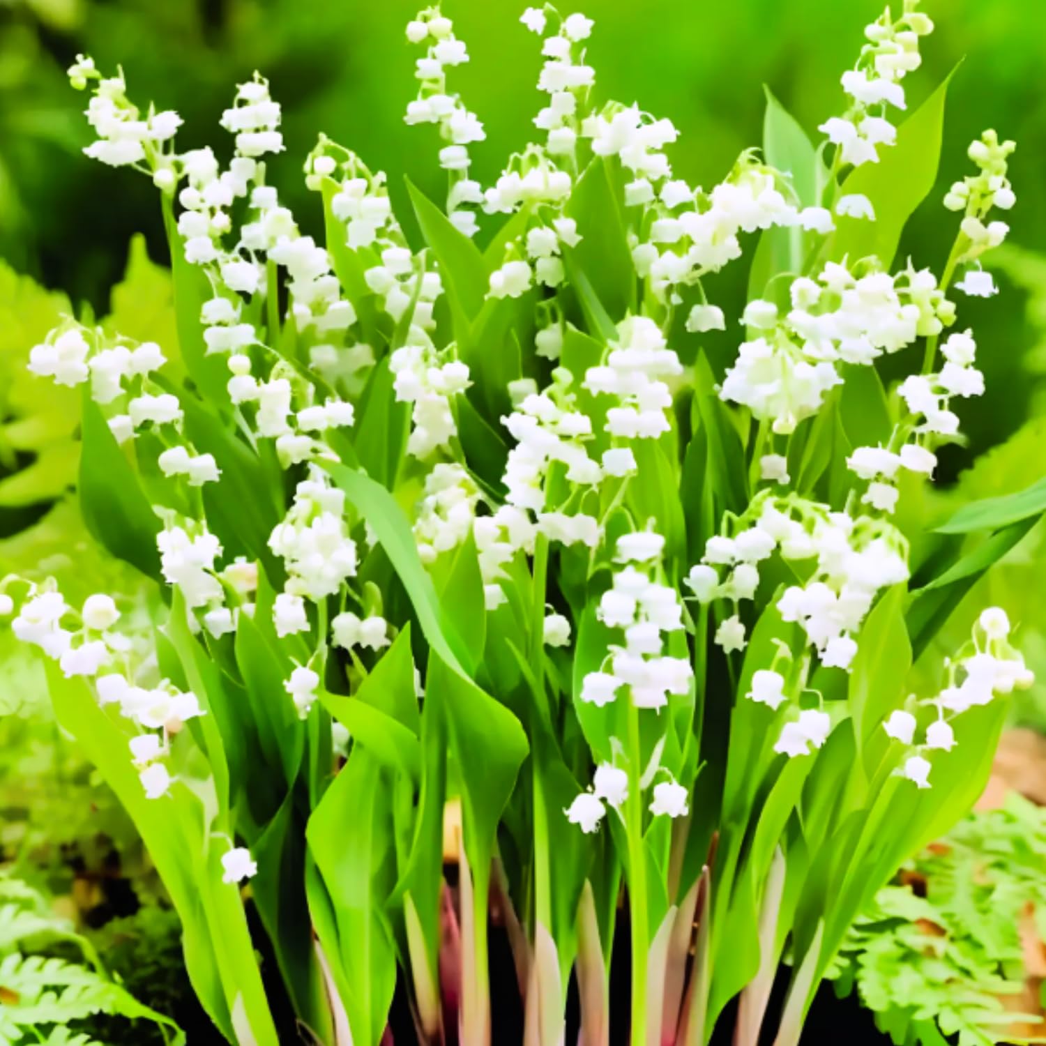 Amazon.com : 10 Lily of The Valley Flower Bulbs, White Lilies of