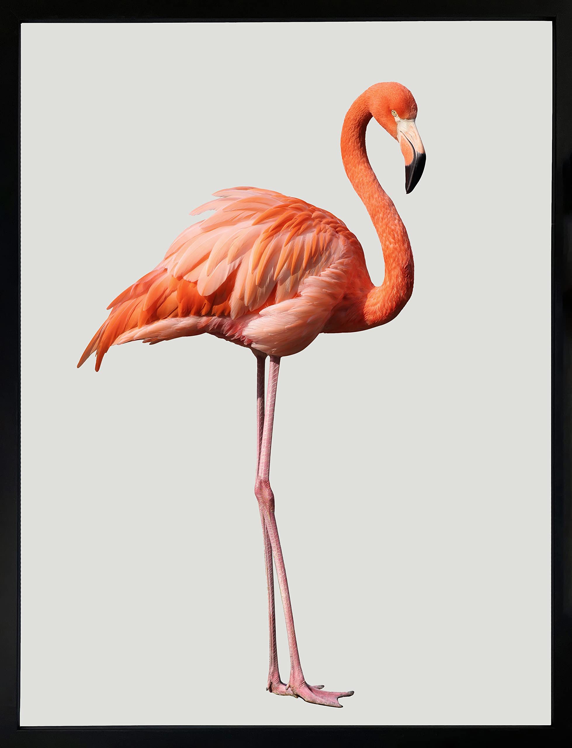 Brookpace Fine Art Flamingo Wall Art Framed Wall Art 53 x 43cm | Bedroom Poster Living Room Print Home Decor