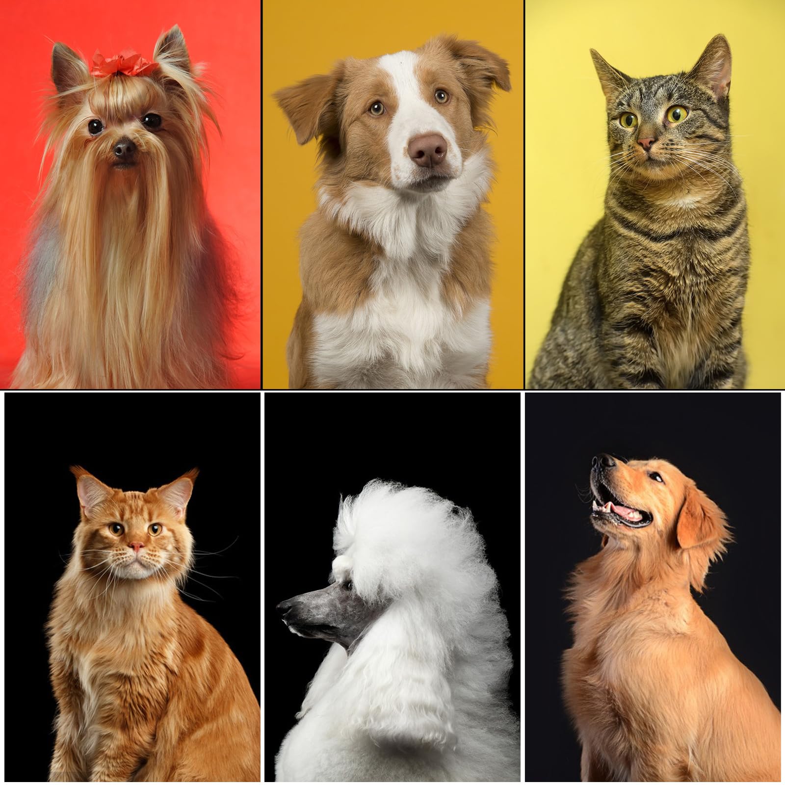 Kit de aseo para perros