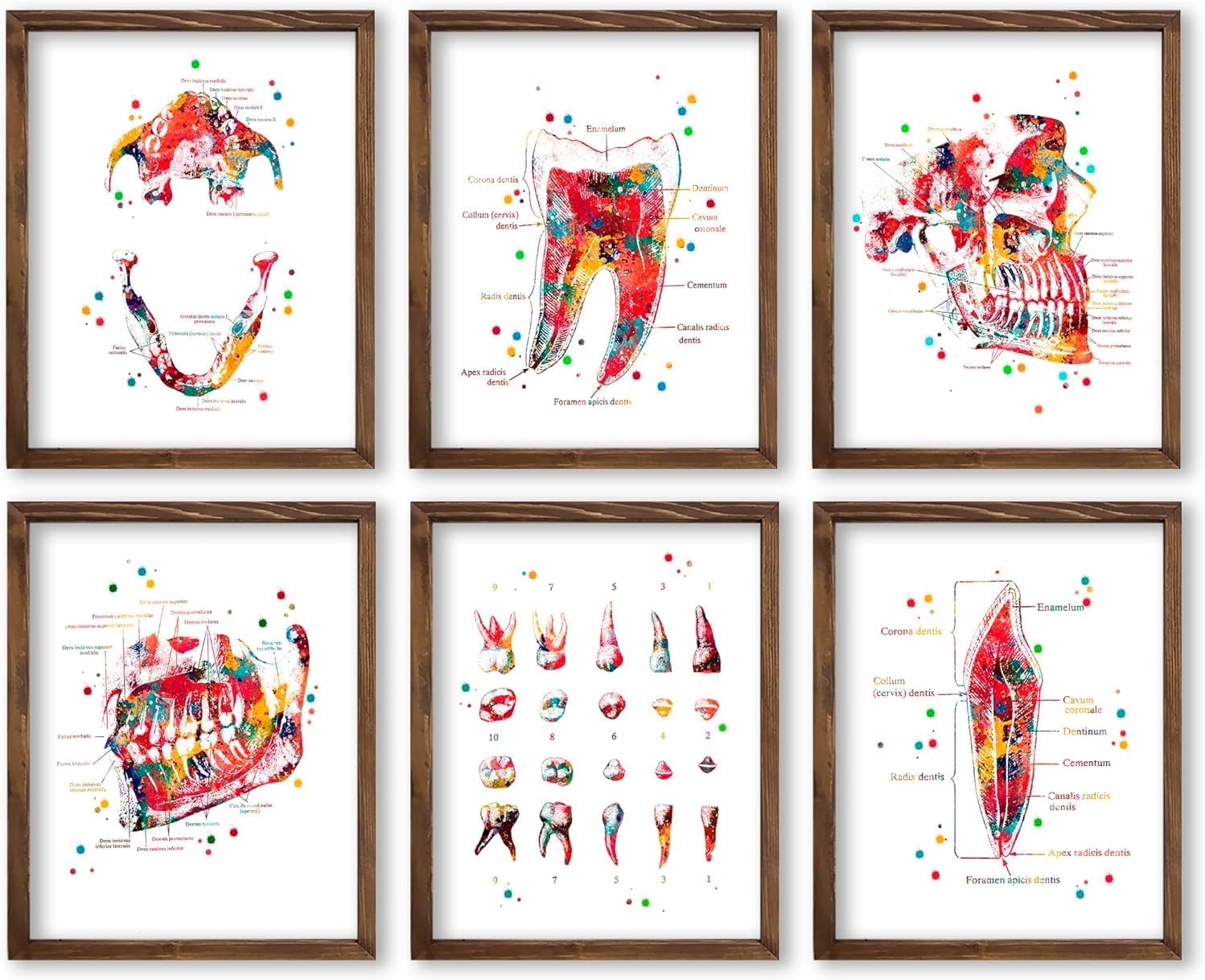 Watercolor Dental Anatomy Illustration Art Print Set for Clinic Reception Decor, Orthodontist Office Motivation, Hygiene Room Accent, Home Study Inspiration, Lab Reference Corner, Med Student Surprises, Aspiring Dentist Tokens, Hygienist Appreciation Gifts, Ortho Assistant Honors, Oral Surgeon Keepsakes, Graduation Markers, Parent Pride Souvenirs, Festival Smiles Tokens - 8x10 Unframed Print Set