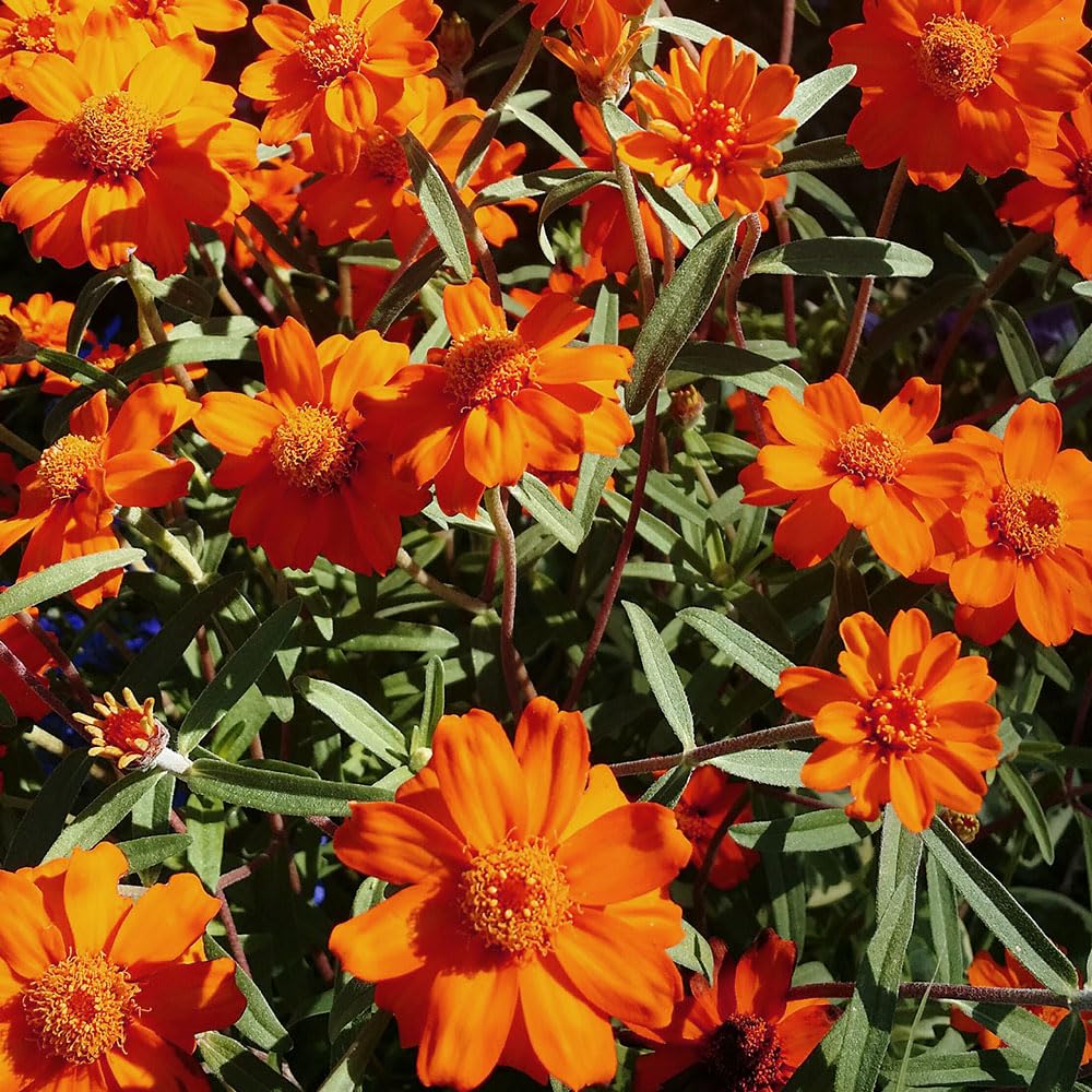 Cosmos Mandarin Seeds – Bright, Long-Flowering, Dwarf Plants – RHS Plants for Pollinators – Half Hardy Annual – for Your Beautiful Garden