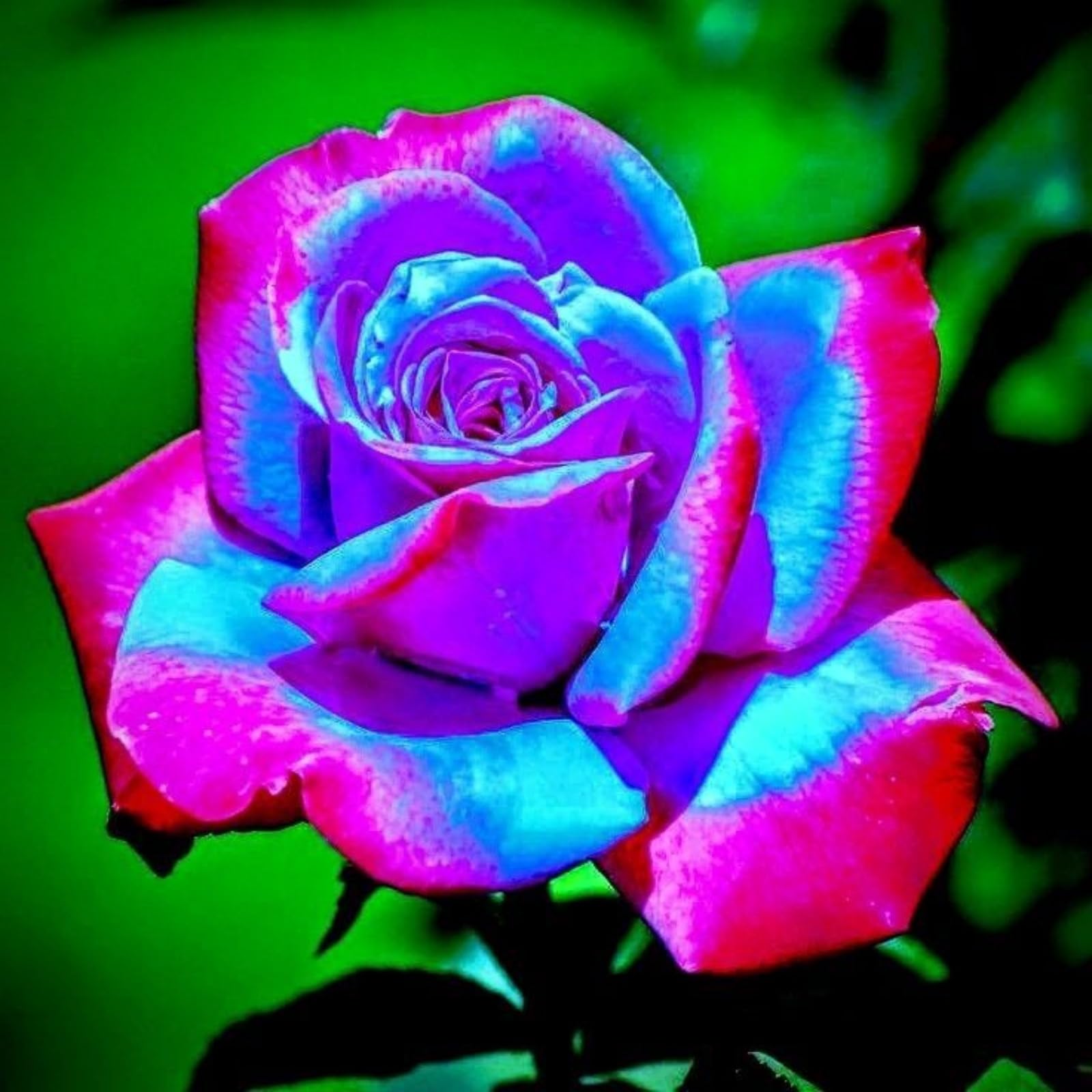 Rose Rhizome, Hardy Perennial, Garden Decoration, No Watering Required, Professional Planting, Suitable for Spring and Autumn-4 Rhizome-C — image 1