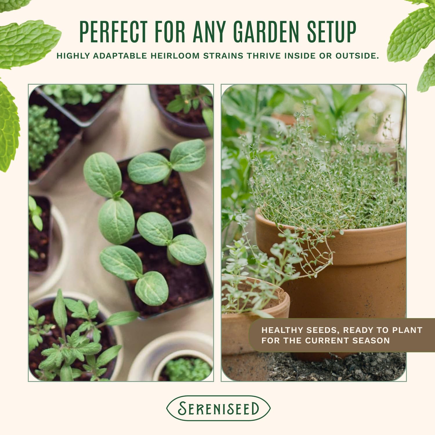 Organic Herb Seeds - Grow Your Own Kitchen Herbs -5 Organic Herb Seeds - Grow Your Own Kitchen Herbs -5
