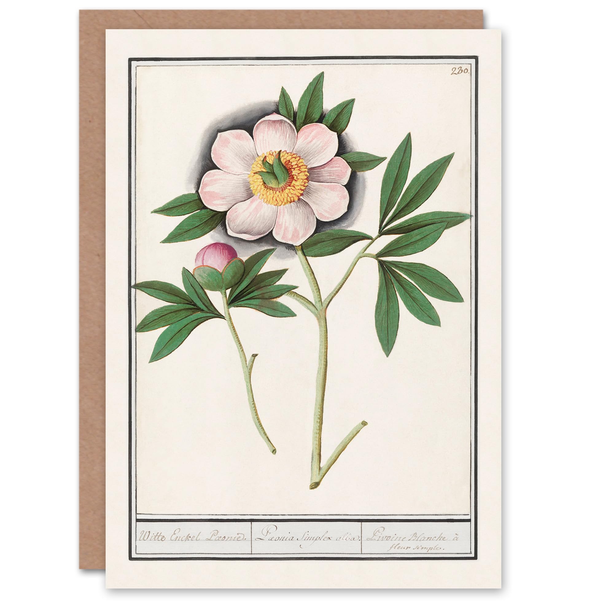 Artery8 Anselmus de Boodt Art Card Blooming Peony Flower Study