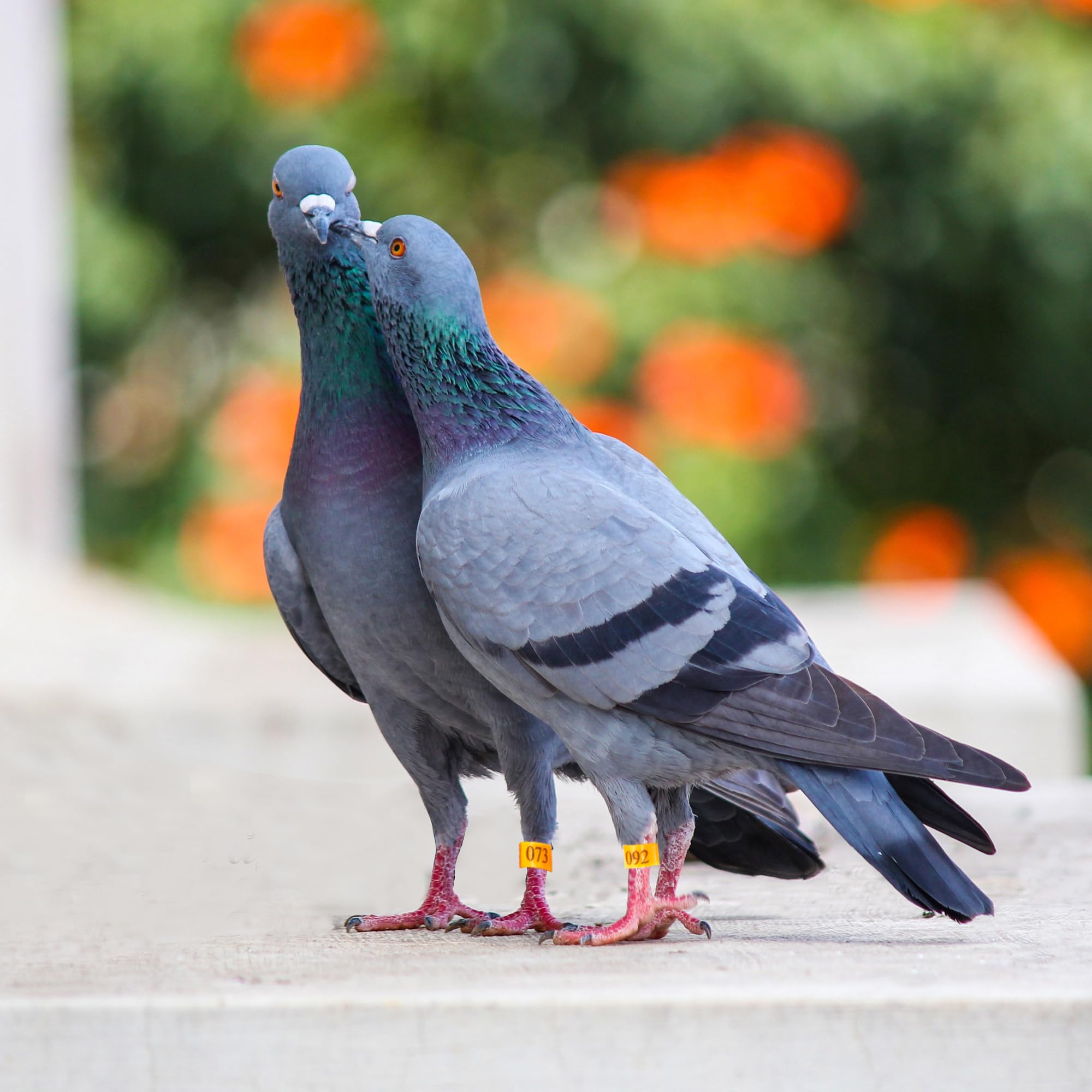 100 Anelli Identificativi Per Polli E Uccelli - Numerati 1-100, Plastica Durevole, Design A Baionetta, Colore Rosso - Foto 5