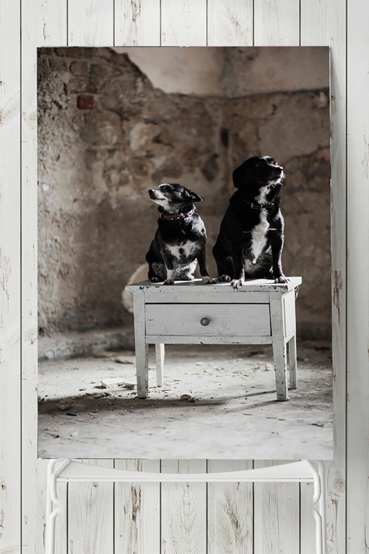 Postermanya (pster5723) Köpek Hayvan Poster (60x90cm)