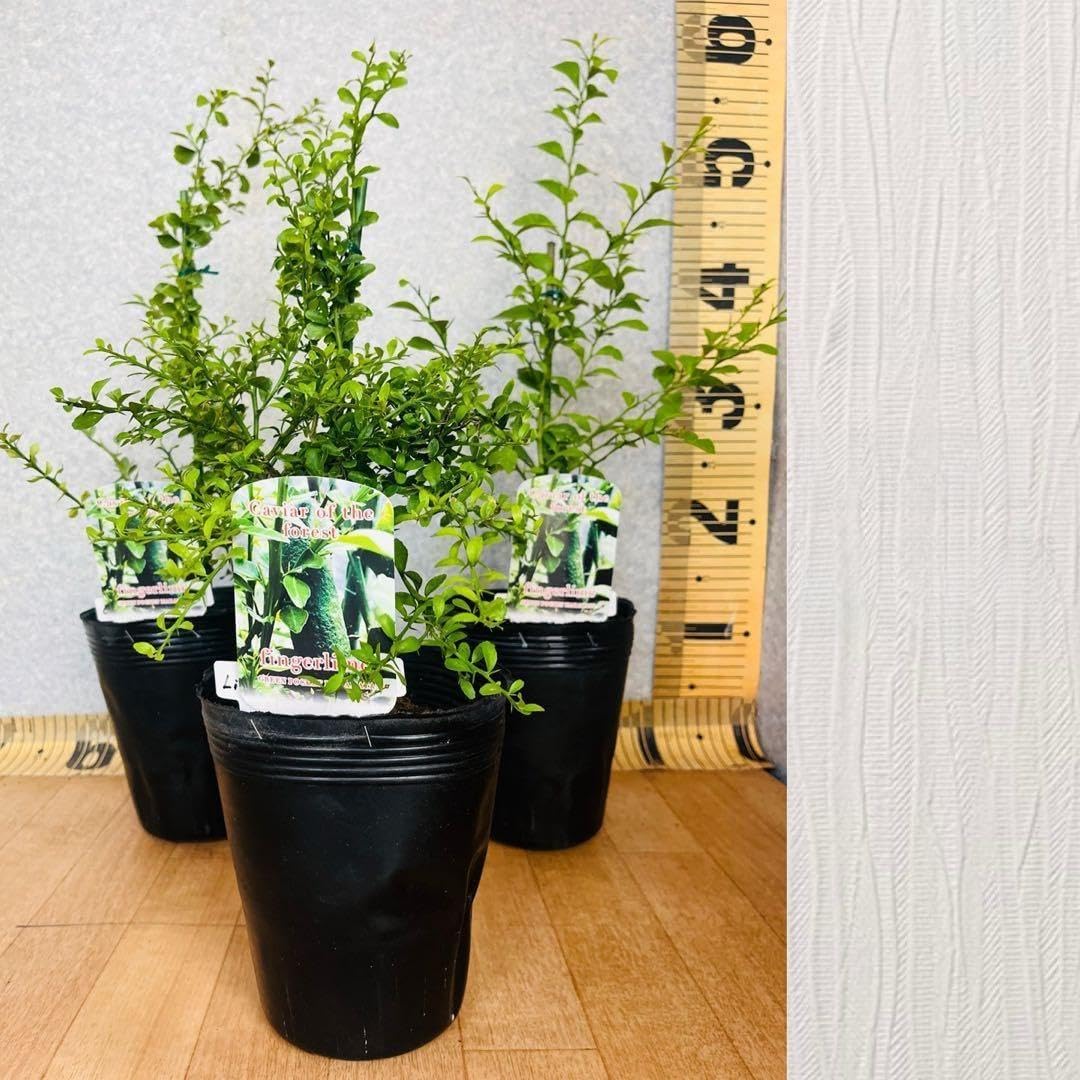 2年 フィンガーライム接木苗／苗 3鉢セット 撮影品 柑橘2年生