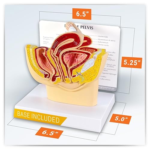 Vista 5 de GPI Anatomicals - Female Pelvis Model, Replica for Human Anatomy and Physiology Education, Anatomy Model for Doctor's Offices and Classrooms