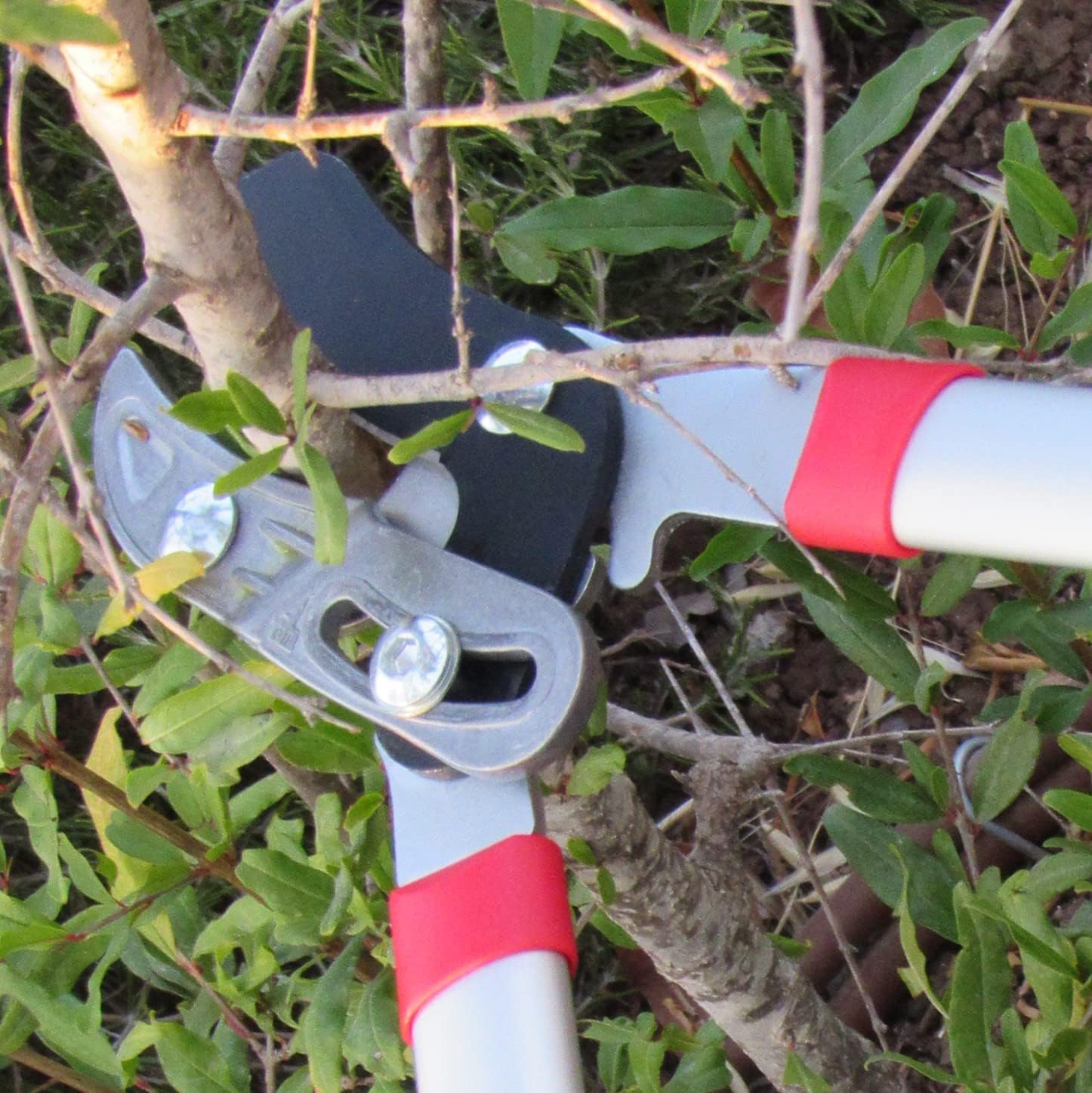 Best Anvil Loppers Buying Guide And