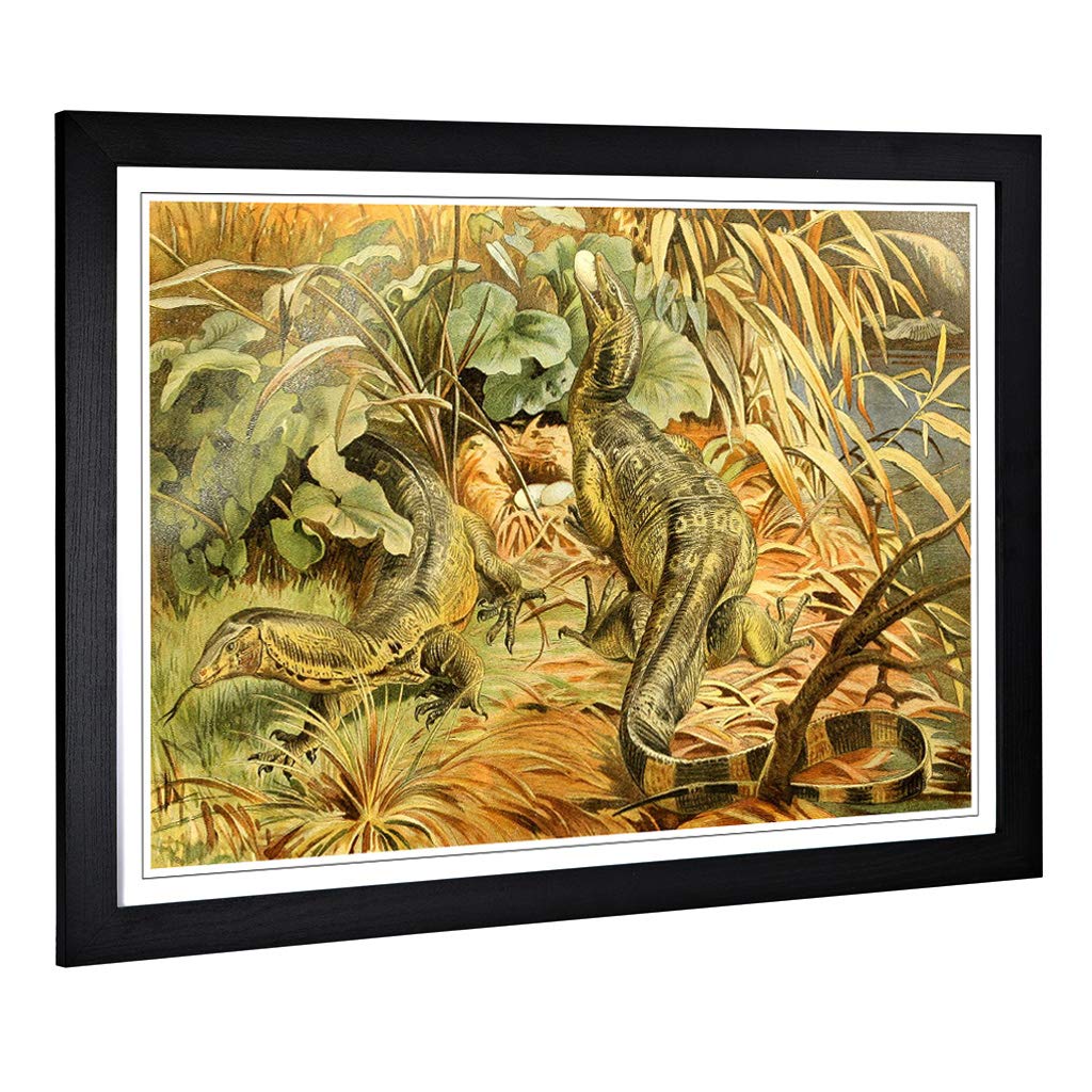Big Box Art Framed Print of Vintage Brehms Tierleben 1913 Water Monitor Design | Wall Art Picture | Home Decor for Kitchen, Living Room, Bedroom, Hallway, Black, A2 / 24.5x18 Inch / 62x45cm