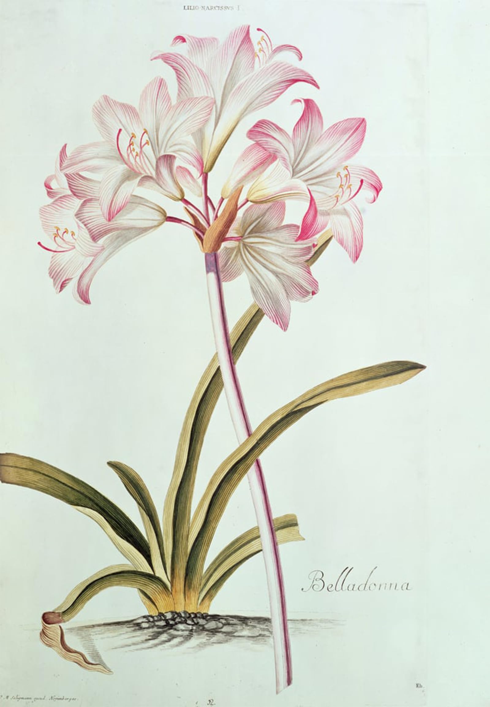 SERENDIPITP Vintage Picture Print on Canvas Wall Art Poster Lily Lilium Belladonna From Trew's Hortus Nitidissumus by Georg Dionysius Ehret Artwork Print Poster for Wall Decor 60x90cm