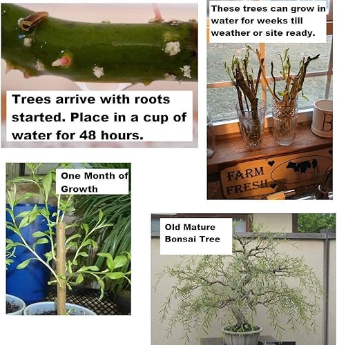 Planta de árbol - Bonsái, corte de sauce australiano, tronco grueso, bonsái de más rápido crecimiento